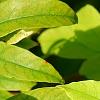 Averrhoa carambola, leaves