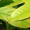 Averrhoa carambola, leaves