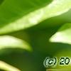 Averrhoa carambola, leaves