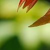 Averrhoa carambola, leaves