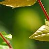 Averrhoa carambola, leaves