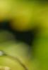 Averrhoa carambola, leaves