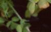 Oxalis 'Coppertone', habit