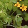 Oxalis 'Coppertone', habit