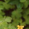 Oxalis 'Coppertone', habit