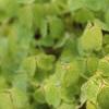 Oxalis 'Coppertone', habit