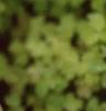 Oxalis 'Coppertone', habit