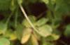 Oxalis 'Coppertone', habit