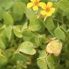 Oxalis 'Coppertone', habit