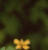 Oxalis 'Coppertone', flowers