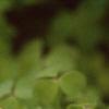 Oxalis 'Coppertone', flowers