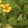Oxalis 'Coppertone', flowers