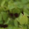 Oxalis 'Coppertone', flowers