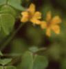 Oxalis 'Coppertone', flowers