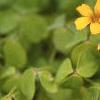 Oxalis 'Coppertone', flowers