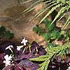 Oxalis regnellii var. atropurpurea, habit