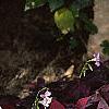 Oxalis regnellii var. atropurpurea, habit