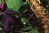 Oxalis regnellii var. atropurpurea, habit