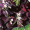 Oxalis regnellii var. atropurpurea, habit