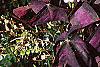 Oxalis regnellii var. atropurpurea, habit