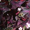 Oxalis regnellii var. atropurpurea, habit