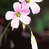 Oxalis regnellii var. atropurpurea, flowers