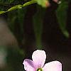 Oxalis regnellii var. atropurpurea, flowers