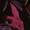 Oxalis regnellii var. atropurpurea, flowers