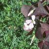 Oxalis triangularis, habit