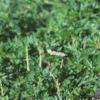 Oxalis triangularis, habit