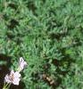 Oxalis triangularis, habit
