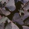 Oxalis triangularis, habit