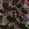 Oxalis triangularis, habit