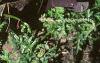 Oxalis triangularis, habit
