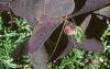 Oxalis triangularis, habit