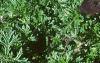 Oxalis triangularis, habit