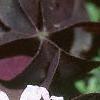 Oxalis triangularis, flowers