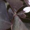 Oxalis triangularis, flowers
