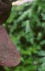 Oxalis triangularis, flowers