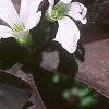 Oxalis triangularis, flowers