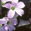Oxalis triangularis, flowers