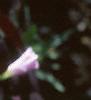 Oxalis triangularis, flowers