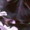 Oxalis triangularis, flowers