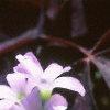 Oxalis triangularis, flowers