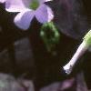 Oxalis triangularis, flowers