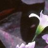 Oxalis triangularis, flowers