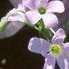 Oxalis triangularis, flowers