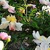 Paeonia 'Belvedere Princess', habit