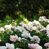 Paeonia 'Belvedere Princess', habit