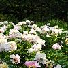 Paeonia 'Belvedere Princess', habit
